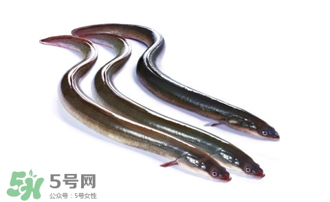 海鰻和河鰻哪個(gè)好吃？如何區(qū)分河鰻與海鰻
