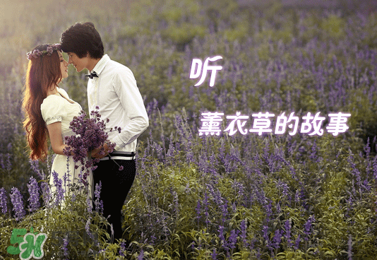 七月份還有薰衣草嗎？7月份還有薰衣草嗎？