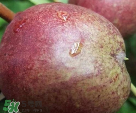 黑桃怎么做好吃？黑桃怎么吃最有營養(yǎng)價(jià)值
