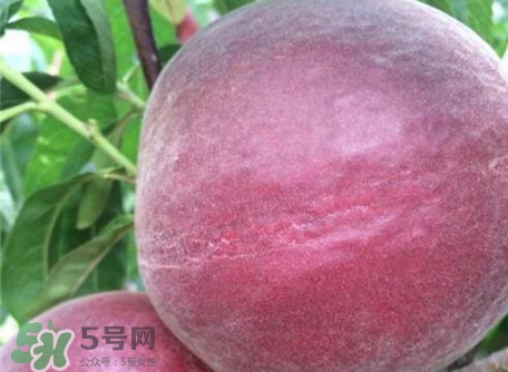 黑桃是什么水果？吃黑桃有什么好處？