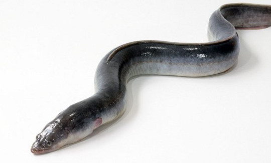 鰻魚是帶魚嗎？鰻魚和帶魚有什么區(qū)別