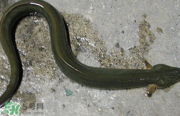 鰻魚是海鮮嗎？鰻魚是海魚嗎