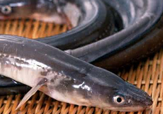鰻魚是鱔魚嗎？鰻魚是白鱔嗎