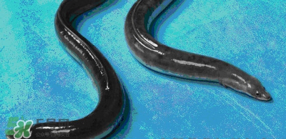 鰻魚是鱔魚嗎？鰻魚是白鱔嗎