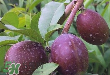 黑桃怎么做好吃？黑桃怎么吃最有營養(yǎng)價(jià)值