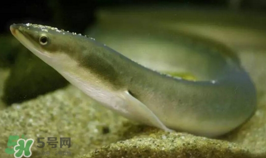 鰻魚是鱔魚嗎？鰻魚是白鱔嗎