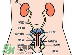 腎結(jié)石怎么治最好？腎結(jié)石的醫(yī)治方法