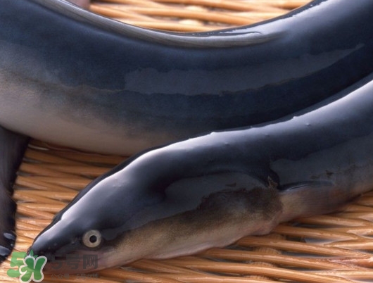 鰻魚是泥鰍嗎？鰻魚與泥鰍什么區(qū)別