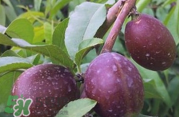 黑桃是什么水果？吃黑桃有什么好處？