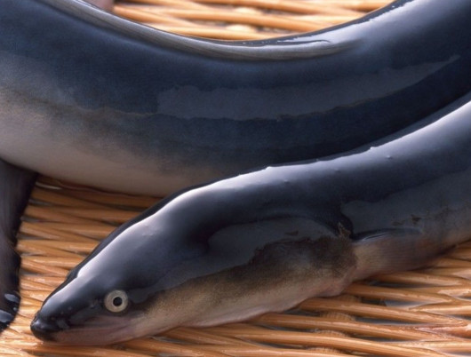 鰻魚是帶魚嗎？鰻魚和帶魚有什么區(qū)別