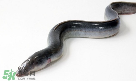 鰻魚多少錢一斤？野生鰻魚多少錢一斤