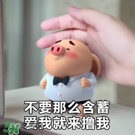 豬小屁表情包是什么？豬小屁表情包為什么這么火？