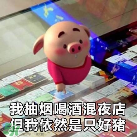 豬小屁表情包是什么？豬小屁表情包為什么這么火？