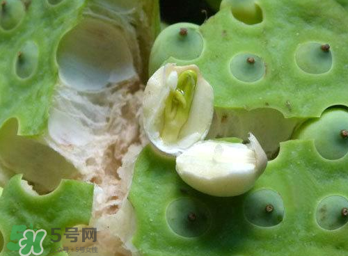蓮蓬可以泡水喝嗎？蓮蓬泡水的功效與作用