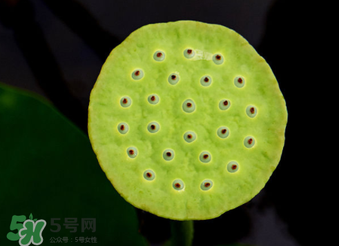 吃蓮蓬長(zhǎng)胖嗎？吃蓮蓬會(huì)胖嗎？