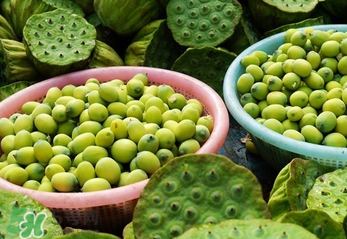 吃蓮蓬長(zhǎng)胖嗎？吃蓮蓬會(huì)胖嗎？