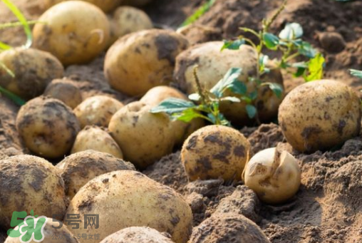 7月份能種土豆嗎？土豆7月怎樣種植？