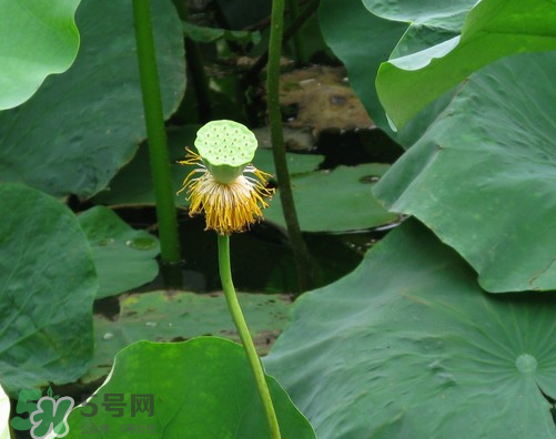蓮蓬是什么樣子？蓮蓬是怎么長(zhǎng)出來(lái)的？