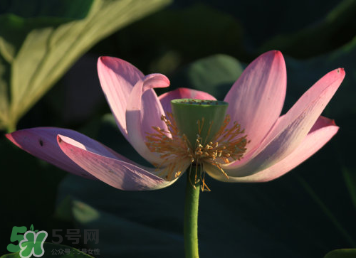 蓮蓬是什么樣子？蓮蓬是怎么長(zhǎng)出來(lái)的？