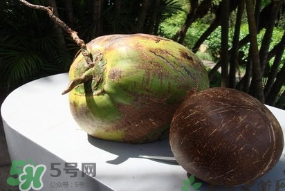椰子什么時候成熟？椰子什么時候吃最好