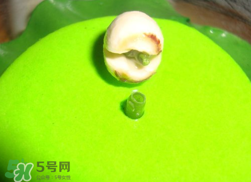 新鮮蓮子可以種嗎？新鮮蓮子能種出荷花嗎？