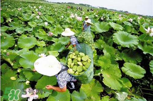新鮮蓮子可以種嗎？新鮮蓮子能種出荷花嗎？
