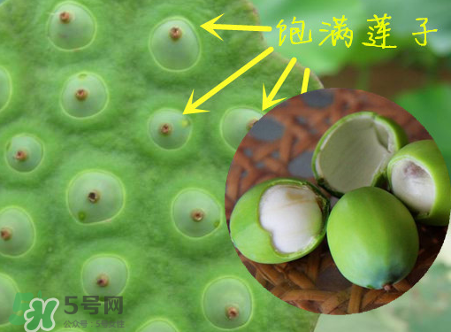 新鮮蓮子有什么功效？新鮮蓮子一次吃多少？