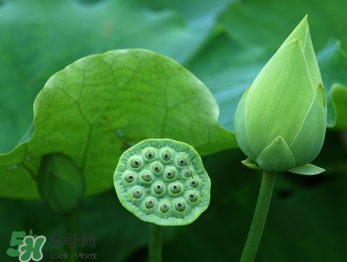 新鮮蓮蓬可以去胎毒嗎？蓮蓬煮水可以去胎毒嗎？