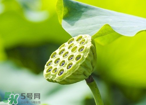 新鮮蓮蓬可以去胎毒嗎？蓮蓬煮水可以去胎毒嗎？