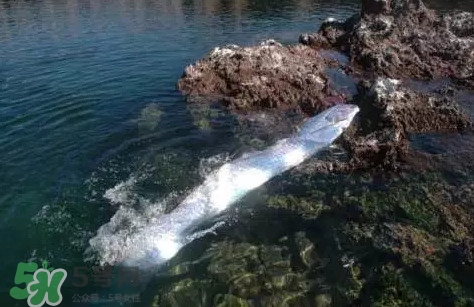 皇帶魚吃什么？皇帶魚吃人嗎？