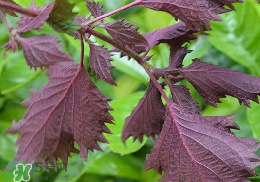紫蘇是什么植物？紫蘇是發(fā)物嗎？