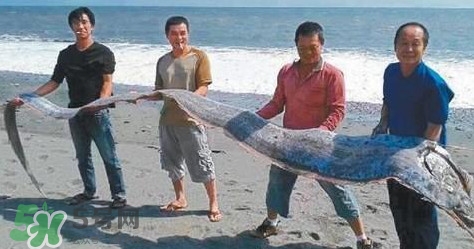 皇帶魚可以吃嗎？皇帶魚是帶魚的一種嗎