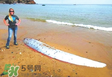 皇帶魚好吃嗎？皇帶魚和帶魚的區(qū)別