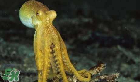 八帶魚(yú)怎么洗？八爪魚(yú)怎么處理干凈