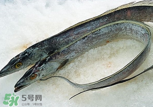 帶魚為什么都是死的？帶魚為什么出水就死？
