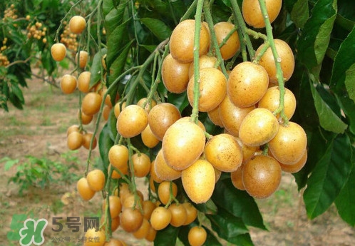 黃皮果什么品種最好吃？黃皮果吃多了會怎樣