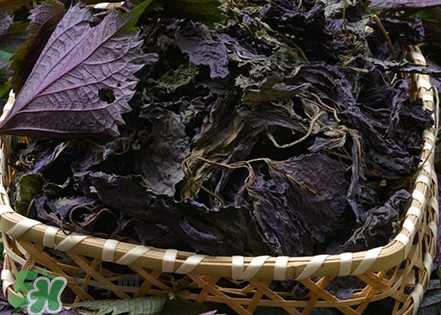 紫蘇是什么植物？紫蘇是發(fā)物嗎？