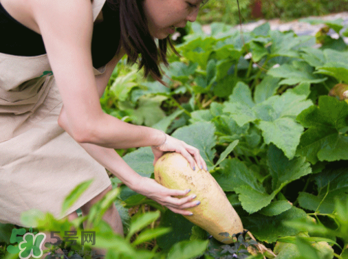 入伏種什么菜？入伏適合種哪些蔬菜？