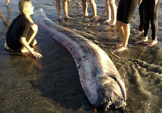 皇帶魚吃什么？皇帶魚吃人嗎？