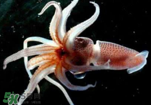 章魚是烏賊嗎？章魚與烏賊的區(qū)別