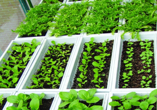 入伏種什么菜？入伏適合種哪些蔬菜？