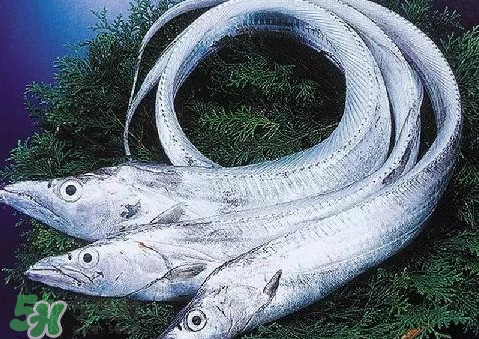 帶魚為什么都是死的？帶魚為什么出水就死？