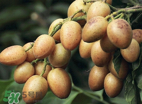 黃皮是涼性水果嗎？黃皮是哪里的特產