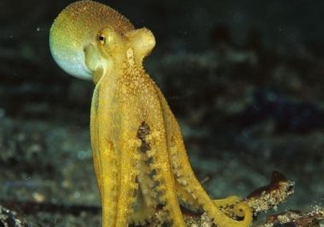 八帶魚怎么洗？八爪魚怎么處理干凈