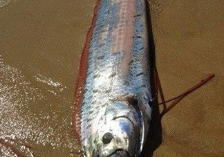 皇帶魚多少錢一斤？皇帶魚的價(jià)格