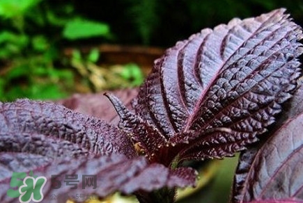 紫蘇葉能經(jīng)常泡茶喝嗎？紫蘇葉與蘇葉一樣嗎