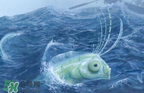 皇帶魚可以吃嗎？皇帶魚是帶魚的一種嗎