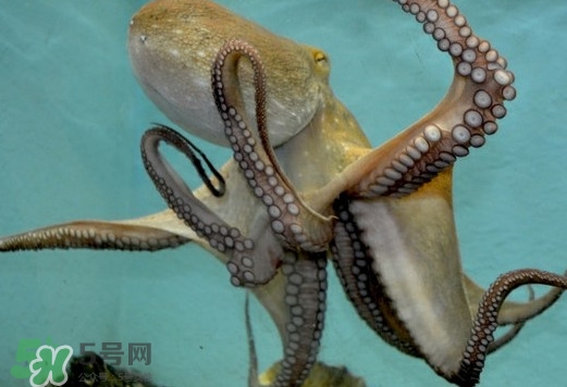 章魚是烏賊嗎？章魚與烏賊的區(qū)別