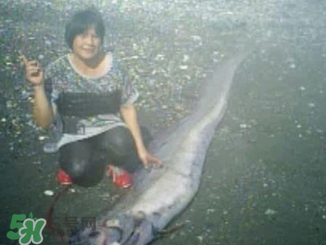 皇帶魚好吃嗎？皇帶魚和帶魚的區(qū)別