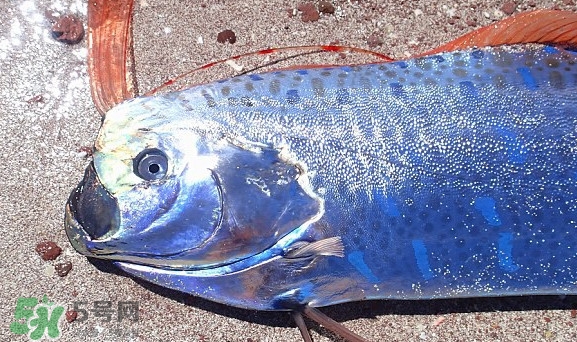 皇帶魚吃什么？皇帶魚吃人嗎？
